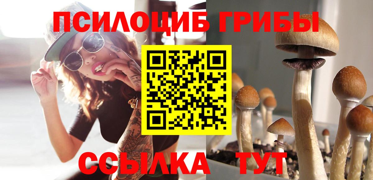 Псилоцибиновые грибы Cubensis Выборг